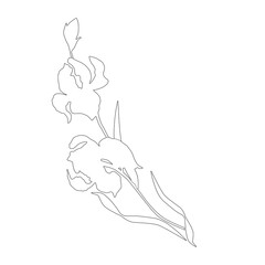 Iris flower, line art vector.