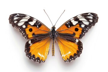 Close up shot of a butterfly on a white background. Perfect for nature or educational projects