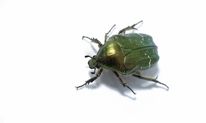 Cetonia aurata, called the rose chafer or the green rose chafer, isolated on white background,...