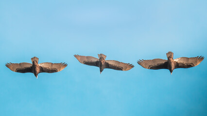 Three birds soaring with wings outstretched in the sky of Cobquecura, Nuble Region, Chile