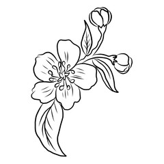 Free hand Sakura flower vector set, Beautiful line art Peach blossom isolate on white background.Cherry blossom illustration set.Element for weding card or printing on backdrop. 