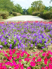 ペチュニア咲く花壇のある夏の公園風景