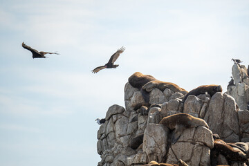 Sea lions on rocky cliffs with birds flying in the sky