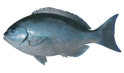 体高のある大型オナガメジナの美しい魚体をイラスト風にレタッチ加工した切り抜き画像。