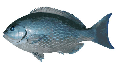 Obraz premium 体高のある大型オナガメジナの美しい魚体をイラスト風にレタッチ加工した切り抜き画像。