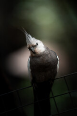 Corella (Nymphicus hollandicus) perched on a fence