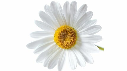 Generate an image of a white daisy with a yellow center. The daisy should be in focus, with a blurred background. The image should be well-lit, with soft, natural lighting.