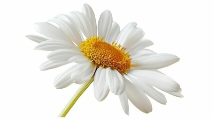 Fototapeta premium Generate an image of a white daisy in full bloom against a white background