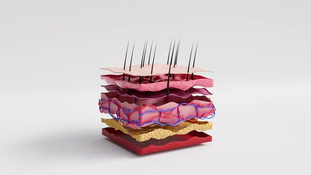 animation of detailed inner composition of a square of skin. shows a cross section of the skin in which can see the various layers and elements. good for explaining the study of skin parts
