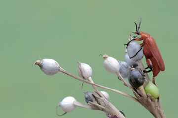 A red-headed cardinal beetle is looking for food in the bushes. This beautiful colored insect has...