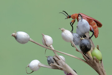 A red-headed cardinal beetle is looking for food in the bushes. This beautiful colored insect has...