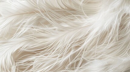Fototapeta premium Close-up of white feathers creating a soft, delicate texture.