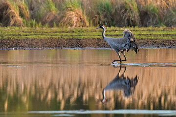 Cranes, the most beautiful birds in the world