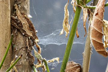 spiders web and dew hanging between tree trunks with dead leaves isolated on a natural background