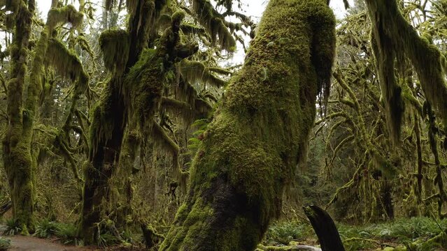 Hoh Rainforest Moss-covered Trees Along Hall of Mosses in Olympic National Park, Washington. - pan right shot