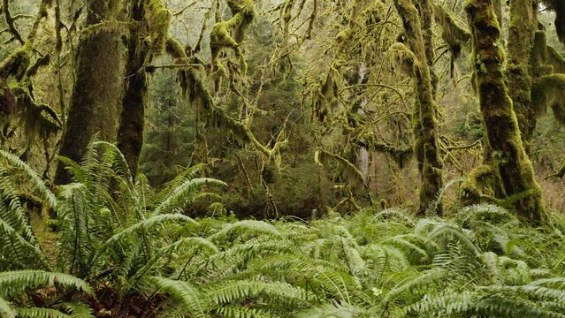 Moss-covered Trees and Ferns Along Hall of Mosses Trail In Hoh Rainforest, Washington, USA. - pan left shot