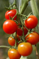 Italy Sicily Pachino tomatoes are the most famous variety of tomatoes in Italy