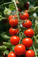 Italy Sicily Pachino tomatoes are the most famous variety of tomatoes in Italy