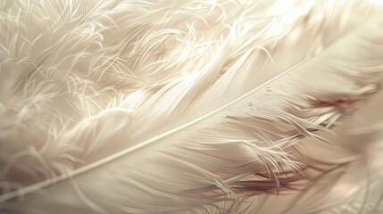 a close - up of a bird's feathers, featuring a white feather on the left side of the image