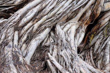 the big root of the tree background texture