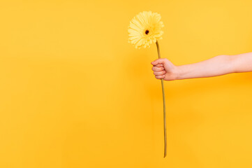 An outstretched hand holding yellow flower against a yellow background