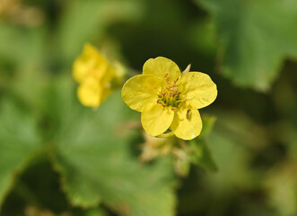 Beautiful close-up of waldsteinia geoides