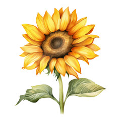 Fototapeta premium Sunflower Isolated Detailed Watercolor Hand Drawn Painting Illustration