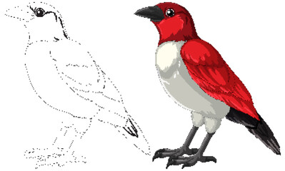 Vector illustration of a bird from sketch to color