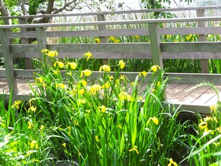 キショウブが咲く洗足池公園