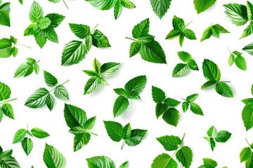 A vibrant image of green leaves on a clean white background, perfect for various design projects
