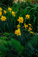 yellow daffodils in garden of green plants in the spring