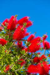 Scarlet red flowers of Callistemon, a bottle bush under a blue sky; Tivat, Montenegro