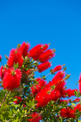 Scarlet red flowers of Callistemon, a bottle bush under a blue sky; Tivat, Montenegro