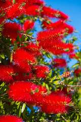 Scarlet red flowers of Callistemon, a bottle bush under a blue sky; Tivat, Montenegro