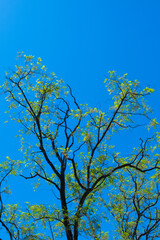Tree branches in the blue sky, like Van Gogh