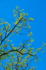 Tree branches in the blue sky, like Van Gogh