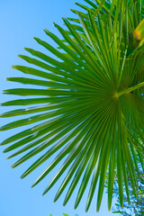 palm tree leaves against the background of blue sky