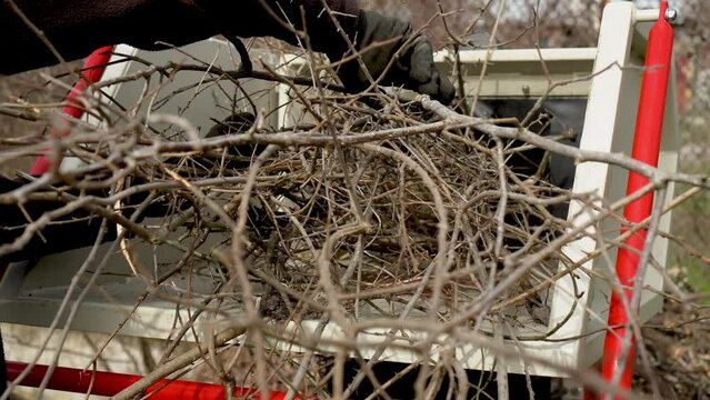 Tree surgeon arborist using wood chipper to chip up branches. Compost preparation from wood chips. Organic fertilizer for environmental protection and ecology gardening