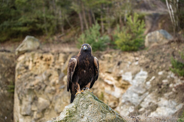 The Rock Eagle (Aquila chrysaetos) is one of the largest terrestrial eagles in the Northern Hemisphere and, immediately after the Sea Eagle, the largest predator living in the Czech Republic