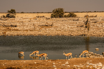 watered with a herd of antelopes and wildebeests africa namibia - obrazy, fototapety, plakaty