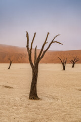 Dead Camelthorn Trees against red dunes and blue sky in Deadvlei, Sossusvlei. Namib-Naukluft...
