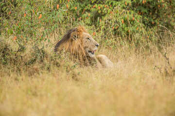 Big lion lying on savannah grass. Landscape with characteristic trees on the plain and hills in the background