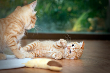 Relationship between two kittens is having fun.