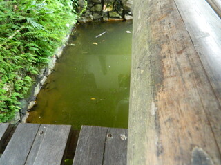 Image of a water pond with lotus plants above it. The pool has a beautiful view with shadows of objects and plants on the water