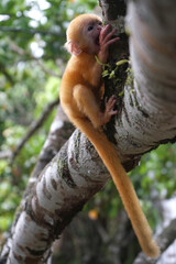 close up of Juvenile Silvery Lutung aka Trachypithecus Cristatus with beautiful silver hair on the big branch