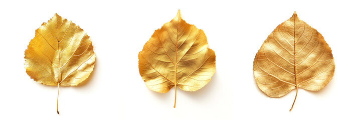 Set of gold aspen leaves with shadow isolated on white background