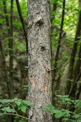 Tree trunk in a forest