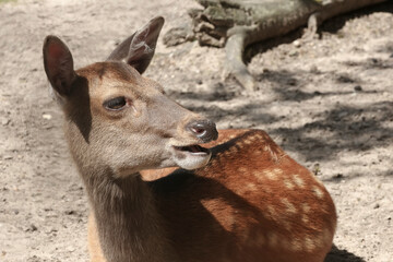 Porträt einer Sika-Hirschkuh, Cervus nippon