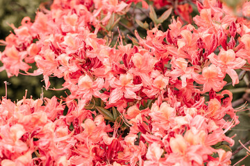 Orange azale, Orange azalea flowers bush,background with orange azalea,royal azalea,beautiful colorful flowers blooming in nature