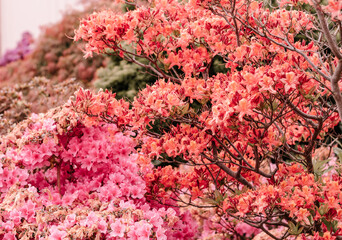 pink flowers in the garden